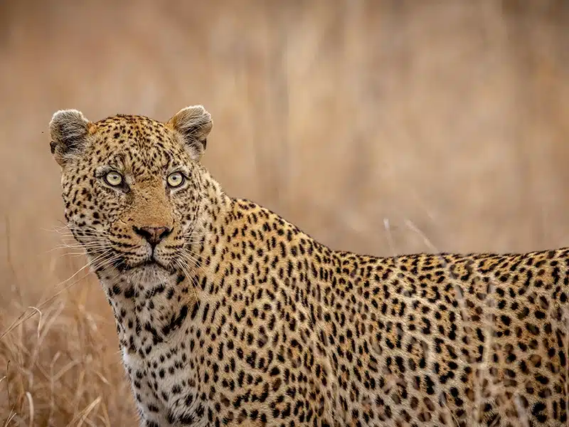 Sabi Sand Game Reserve
